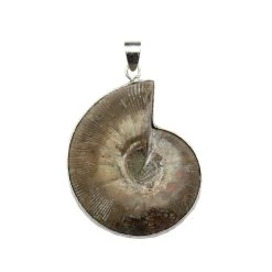 Best deal ⌛ 6 Pack: Fossil Shell Pendant by Bead Landing™ 🥰 -Deals Bead Landing Store 10549265 5 1