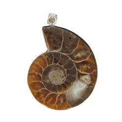 Best reviews of 🥰 Fossil Shell Pendant by Bead Landing™ 👍 -Deals Bead Landing Store 10549265 6