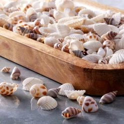 Hot Sale 😍 Shell Beads by Bead Landing™ 🥰 -Deals Bead Landing Store 10666597 20